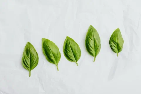 Hojas frescas de albahaca