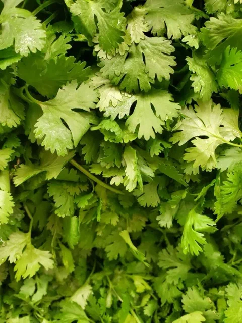 Hojas frescas de culantro