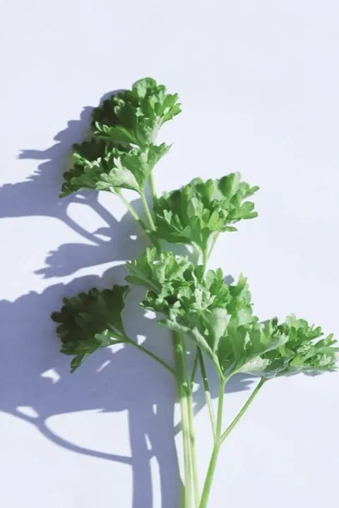 Ramitas frescas de perejil