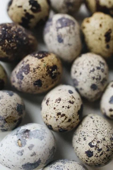 Huevos de codorniz con cáscara moteada