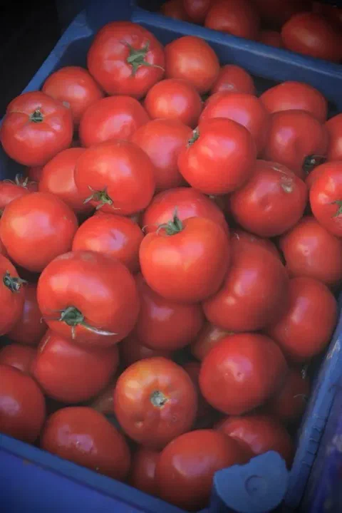 Tomates frescos en una caja